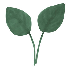 leaf on a white background