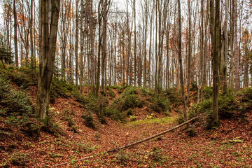 Landscapes - Forest - Europe, Romania, Suceava region