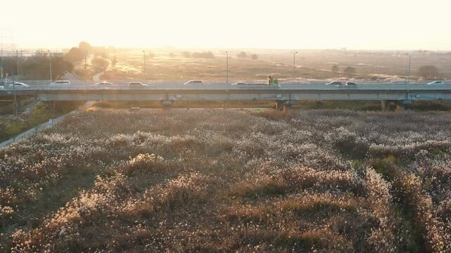 한국 길에 차가다니고 주변 강변에는 억새밭이 펼쳐진 가을 풍경 
Autumn scenery of reed fields along the riverside along the road in Korea