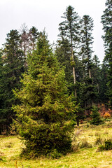 Fototapeta premium Landscapes - Forest - Europe, Romania, Suceava region