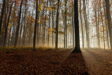 Obraz premium Jesienny las bukowy w Czechowicach dziedzicach, śląsk, tapeta. 