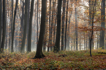 Jesienny las bukowy w Czechowicach dziedzicach, śląsk, tapeta. 
