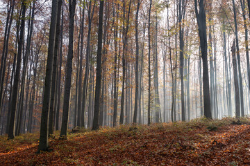 Jesienny las bukowy w Czechowicach dziedzicach, śląsk, tapeta. 