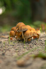 Obraz premium Brown mushrooms thrive on forest floor, close-up showcasing delicate caps and earthy surroundings. Scene captures nature's beauty, growth, and woodland tranquility.