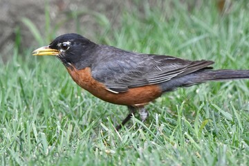American robin bird on the grass
