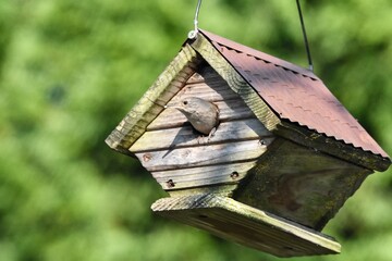 wren bird in birdhouse