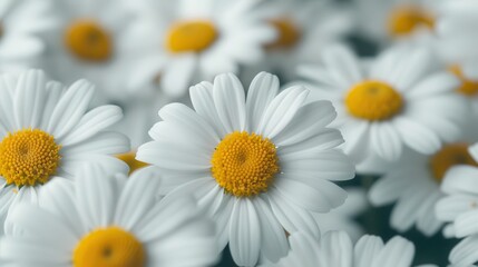 Obraz premium Organic chamomile essential oil.A close-up view of vibrant white daisies with yellow centers, showcasing their delicate petals and lush green background.