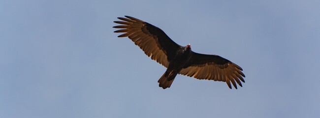 Turkey Vulture Soaring