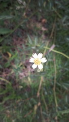 Close-up a small white daisy flower,