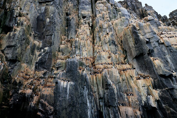 The spectacular Alkefjellet cliff with guillemots, dolerite columns, Svalbard