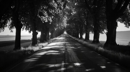 Artistic silhouette of a tree-lined road stretching into the horizon during a road trip