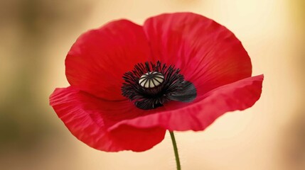 A field filled with bright red poppy flowers sways gently under the warm glow of the morning sun. The scene captures the freshness of a peaceful spring day in nature.