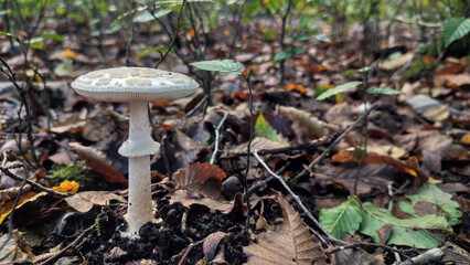 Close-up of mushrooms growing in the forest.