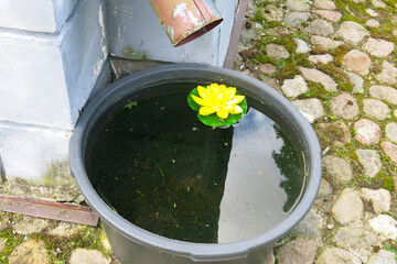 decorative plastic lily floats in a rainwater bucket