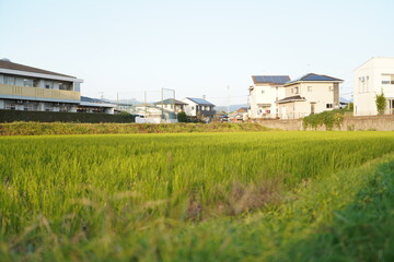 Obraz premium 田んぼの中