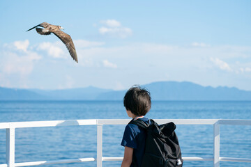 船上から海を眺める少年とカモメ, ウミネコの幼鳥