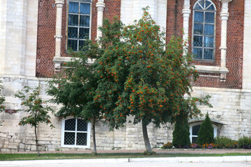 red rowan tree with berries near the wall of an ancient church in Kasimov