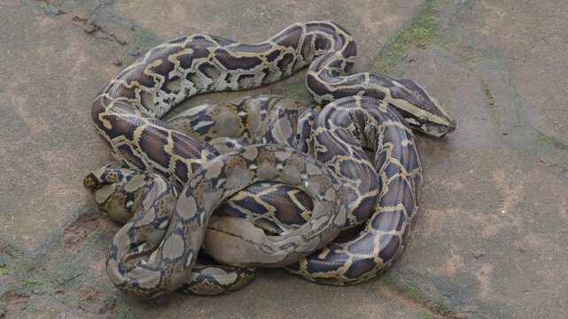Pythons are reptiles that live in natural habitats.	
