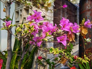 pink paper flowers grow in front of the house