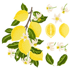 vector drawing lemon tree branch with fruits,flowers and green leaves isolated at white background, hand drawn illustration