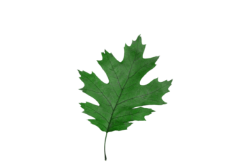 zielony liść dębu kanadyjskiego na przezroczystym tle z bliska w dobrej jakości