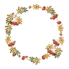 Fototapeta premium Rowan branches wreath with ripe red berries and leaves. Autumn foliage. Watercolor hand drawn floral illustration