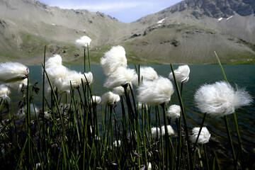 fleurs chevelues pr&egrave;s d'un lac