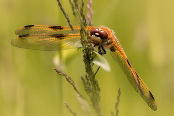 Four-spotted chaser (dragonfly) sitting on grass