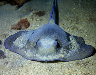 Electric ray underwater in the sea close up