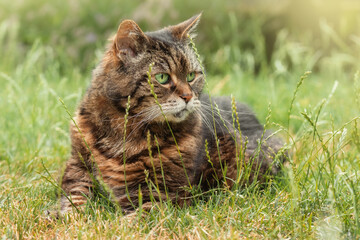 Older tabby cat lying on long grass in summer