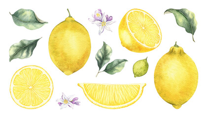 Set of whole and slice lemons fruits, leaves, flowers. Isolated hand drawn watercolor collection illustrations. Clipart for menu, Packaging of goods, cosmetic, textile, cards