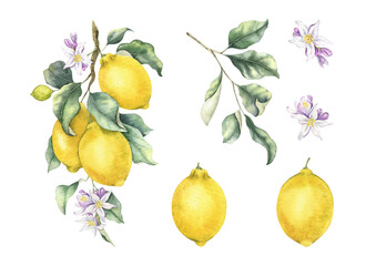 Set of lemon branch, fruits, leaves, flowers. Isolated hand drawn watercolor collection illustrations. Botanical elements for menu, Packaging of goods, wedding cards