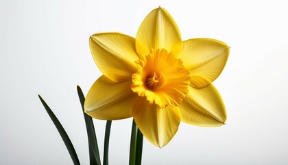 Fototapeta premium a single yellow daffodil on a white background