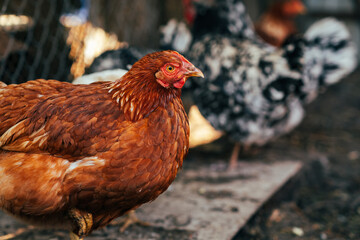 A close-up of a brown hen observing its surroundings in a garden during a sunny afternoon in the countryside