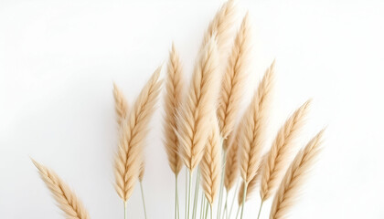 Fototapeta premium close up of pampas grass A minimal interior mockup Pampas grass on grey background Reed Plume Stem, Dried Pampas Grass, Decorative Feather Flower Array in a white background,