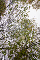 A view from below of a tree canopy with sparse green and yellow leaves, revealing intricate branches silhouetted against a cloudy sky, capturing the serene essence of autumn transition. Background