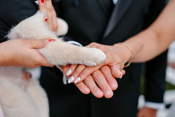 Heartwarming Moment with Puppy Paw and Human Hands - Close-Up of Unity and Love, Featuring Elegant White Manicure, Red Nail Polish, and a Black Suit, Symbolizing Friendship, Care, and Connection