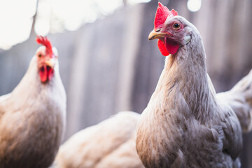 A close-up of a white hen with red comb against a blurred background on a farm during the early morning light