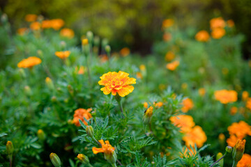 Bright marigold flowers blooming in the garden