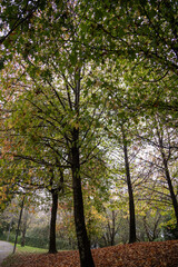 A tranquil autumn scene of a park with trees surrounded by fallen brown leaves, showcasing the beauty of the season with warm tones and a serene atmosphere. Matosinhos, Portugal