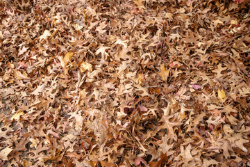 A dense pile of brown and golden autumn oak leaves scattered on the ground, displaying the natural beauty of seasonal decay and the rich textures of fall foliage. Autumnal background