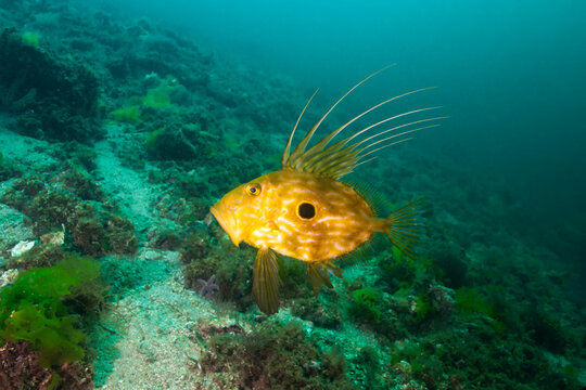 John Dory, St Pierre, or Peter's fish, refers to fish of the genus Zeus, especially Zeus faber, of widespread distribution.