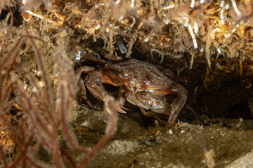 Swimming crab, also known as Harbor crab, named after the species Polybius depurator