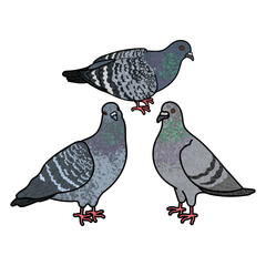 Flock of Pigeons Colorful Illustration