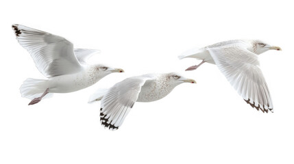 Obraz premium Three flying seagulls isolated on white background