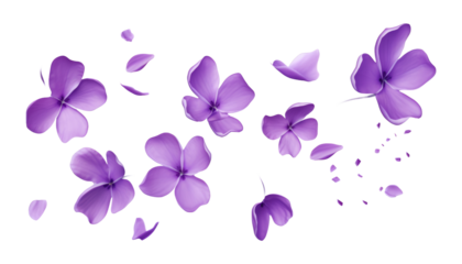 flying purple petals isolated on transparent background cutout