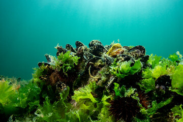 The Mediterranean mussel (Mytilus galloprovincialis) is a species of bivalve, a marine mollusc in the family Mytilidae. Underwater view.
