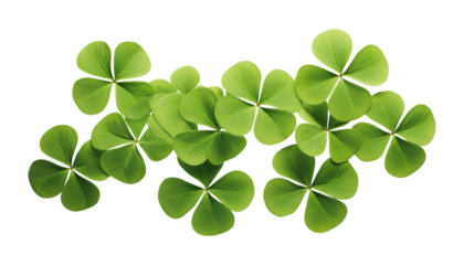 four leaf clover group top view isolated on transparent background cutout