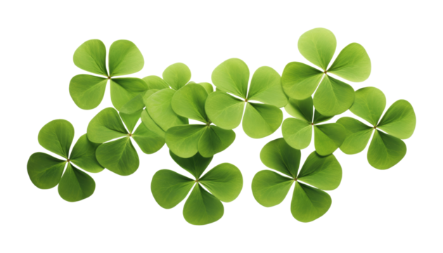 four leaf clover group top view isolated on transparent background cutout