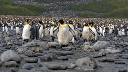 Obraz premium King penguins (Aptenodytes patagonicus) walking at the front of a colony at Salisbury Plain, South Georgia Island